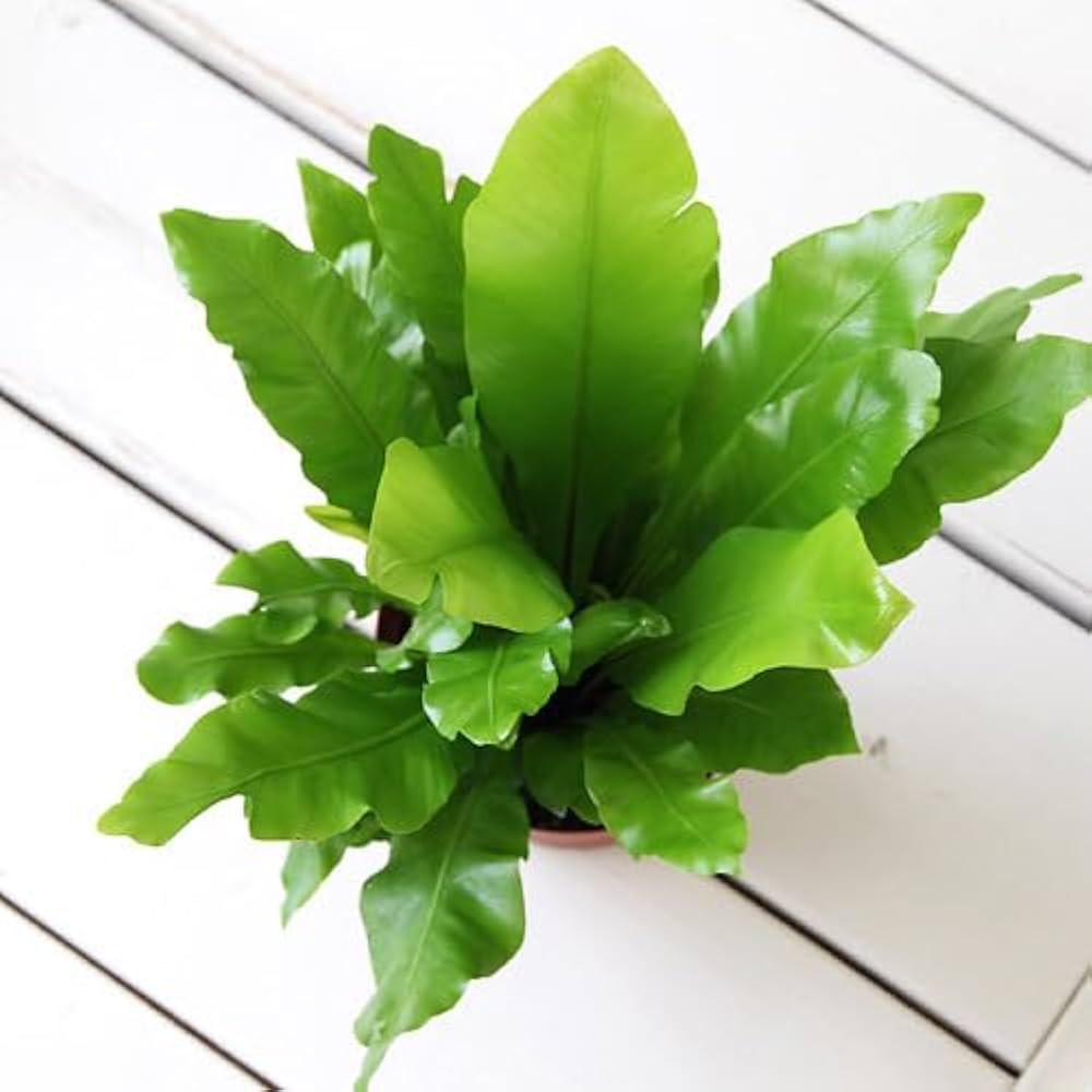 Amazon｜【charm】（観葉植物）シダ アスプレニウム アビス 4号